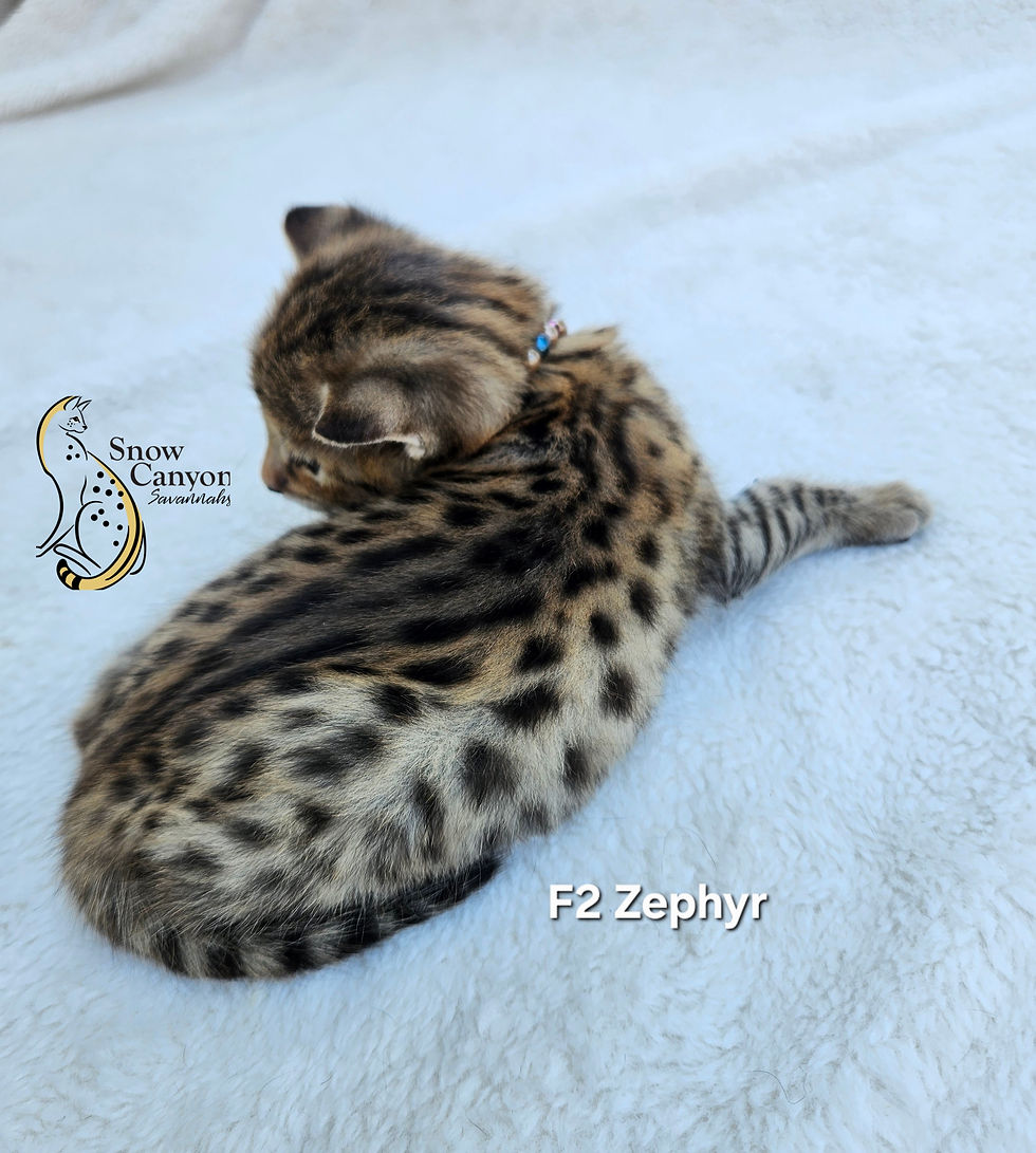 F2 Zephyr - Male - $8,500