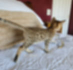 F2 Suvi - Female - $8,000