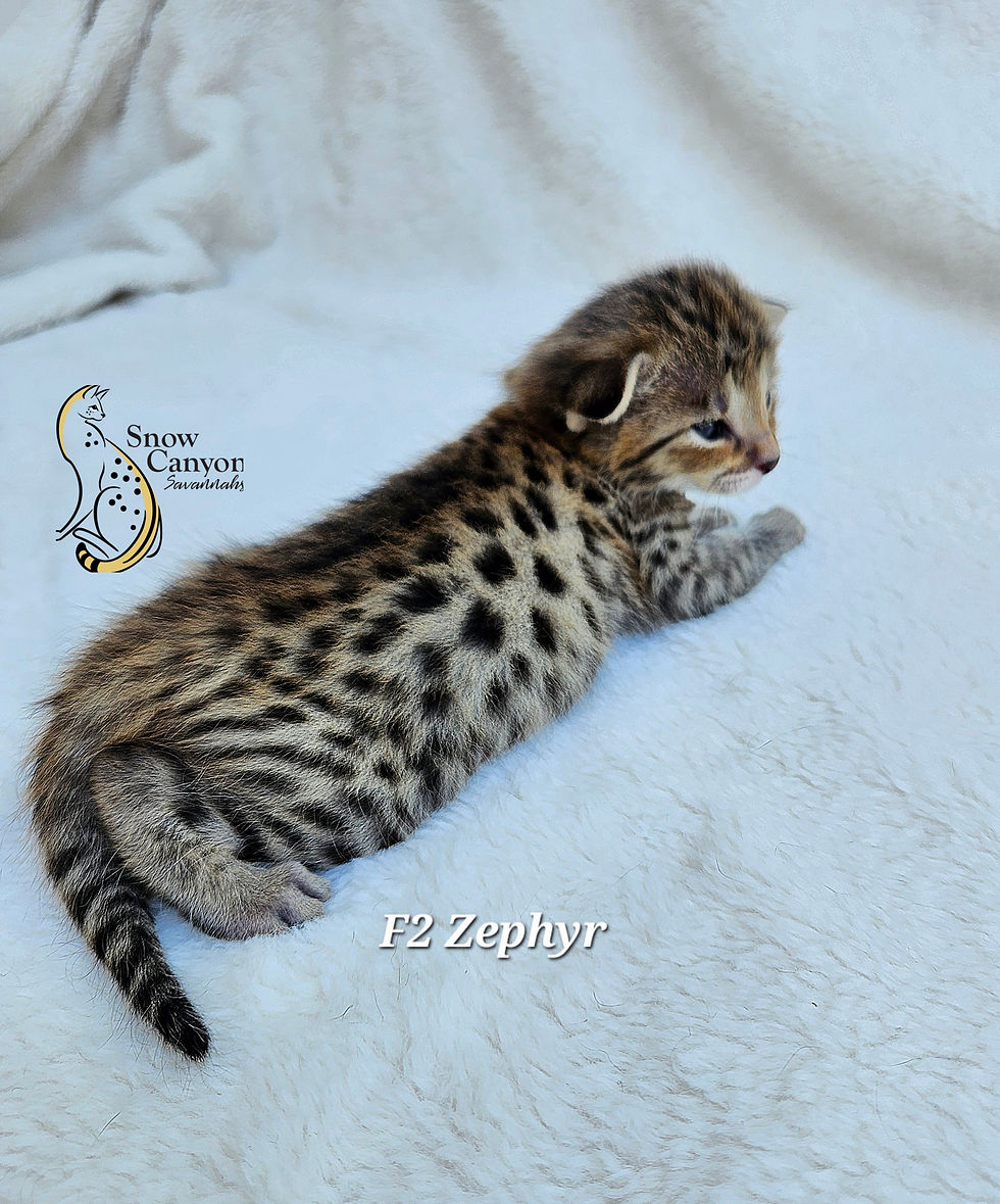 F2 Zephyr - Male - $8,000