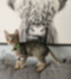 F3 Watson Male $6,000 SOLD