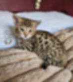 F2 Zephyr - Male - $8,500