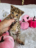 F2 Belly - SOLD $8,000