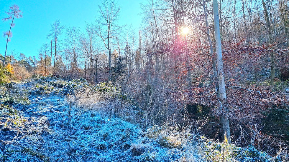 Frostige Schönheiten ❄️