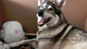Machine Northern Inuit puppies are here!
