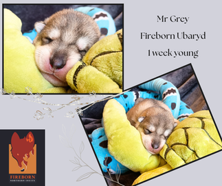 Sleeping northern inuit puppies on blue toy