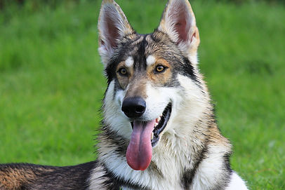 Wolf look a like Northern Inuit