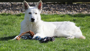 Khione, the White Swiss Shepherd, all healthy!