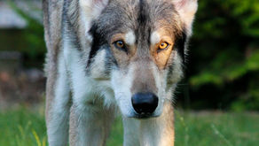 Northern Inuit looking deeply into your soul with beautiful yellow eyes in the background are trees and grass.