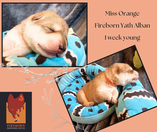 Sleeping northern inuit puppies on blue toy