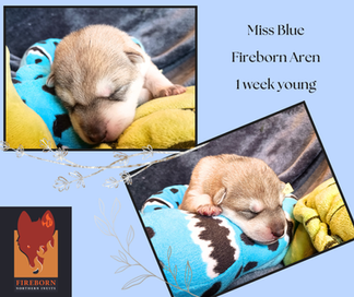 Sleeping northern inuit puppies on blue toy