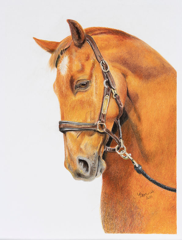 Big Bailey | Colorpencil