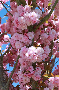 Screen Shot 2025-06-04 at 10.45.26 AM.png