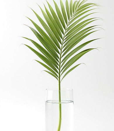 Palm Leaf