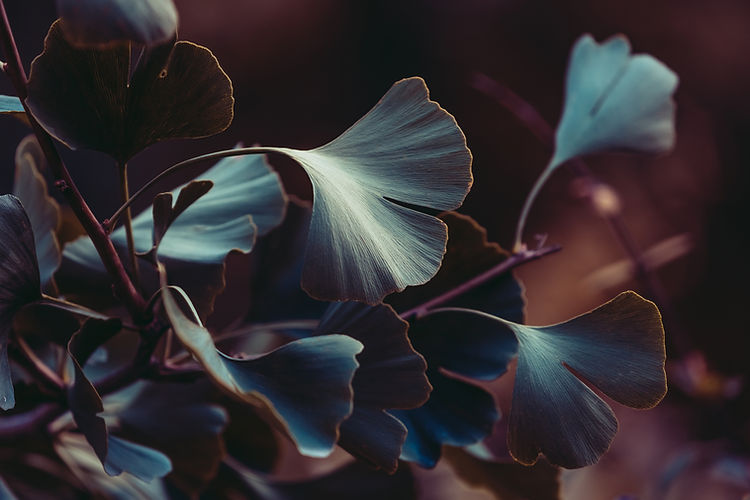 Close-up on Ginkgo Biloba tree Blue leaves on dark background Autumn concept background Ma