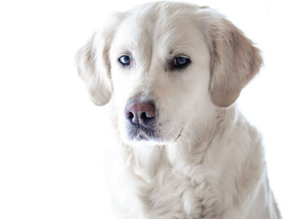 Bringing Home Your British Labrador: 5 Tips to Facilitate a Smooth Transition For Your New Pup