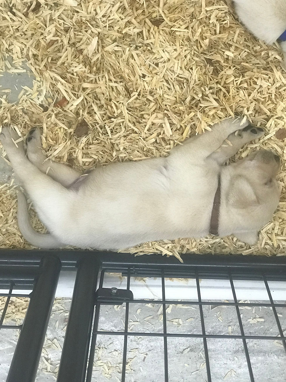 Yellow lab puppy