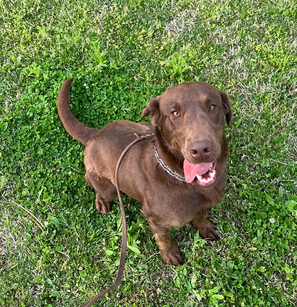 Chocolate lab sitting on green grass