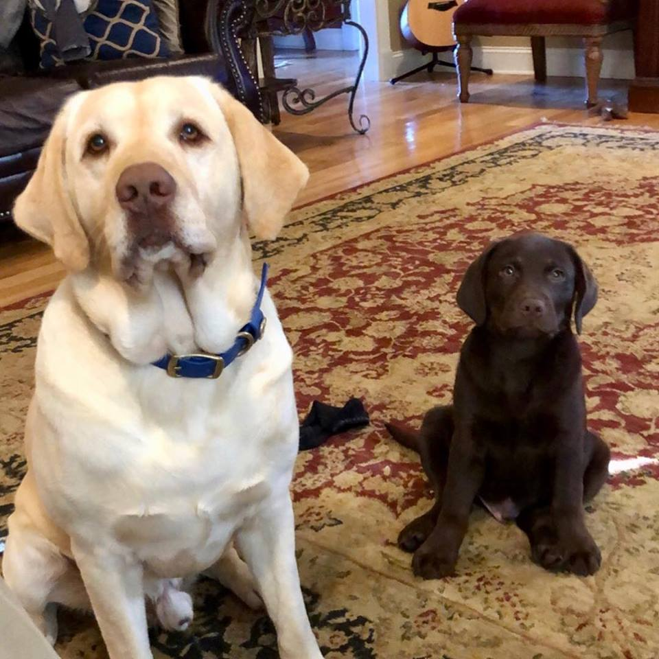 when to neuter a labrador