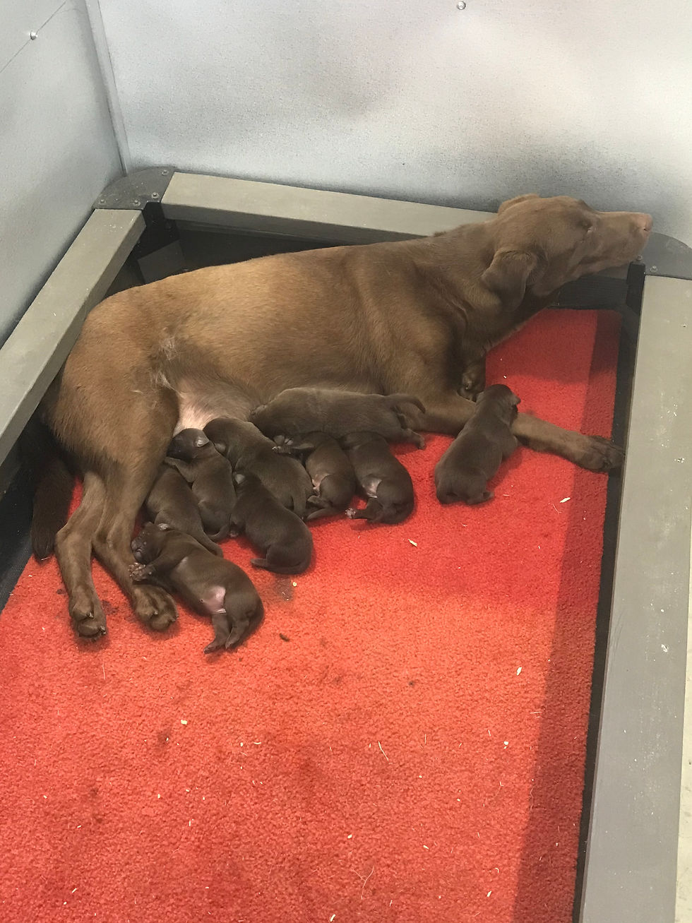 Chocolate British Labrador retrievers