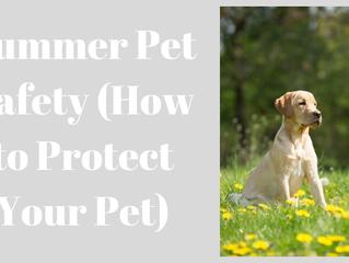 Summer Heat and Pets Don't Mix!