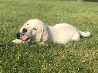 6 Things to Think About Before You Get a Labrador Puppy