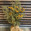 Thumbnail: #RP11 Gourds with Sunflowers