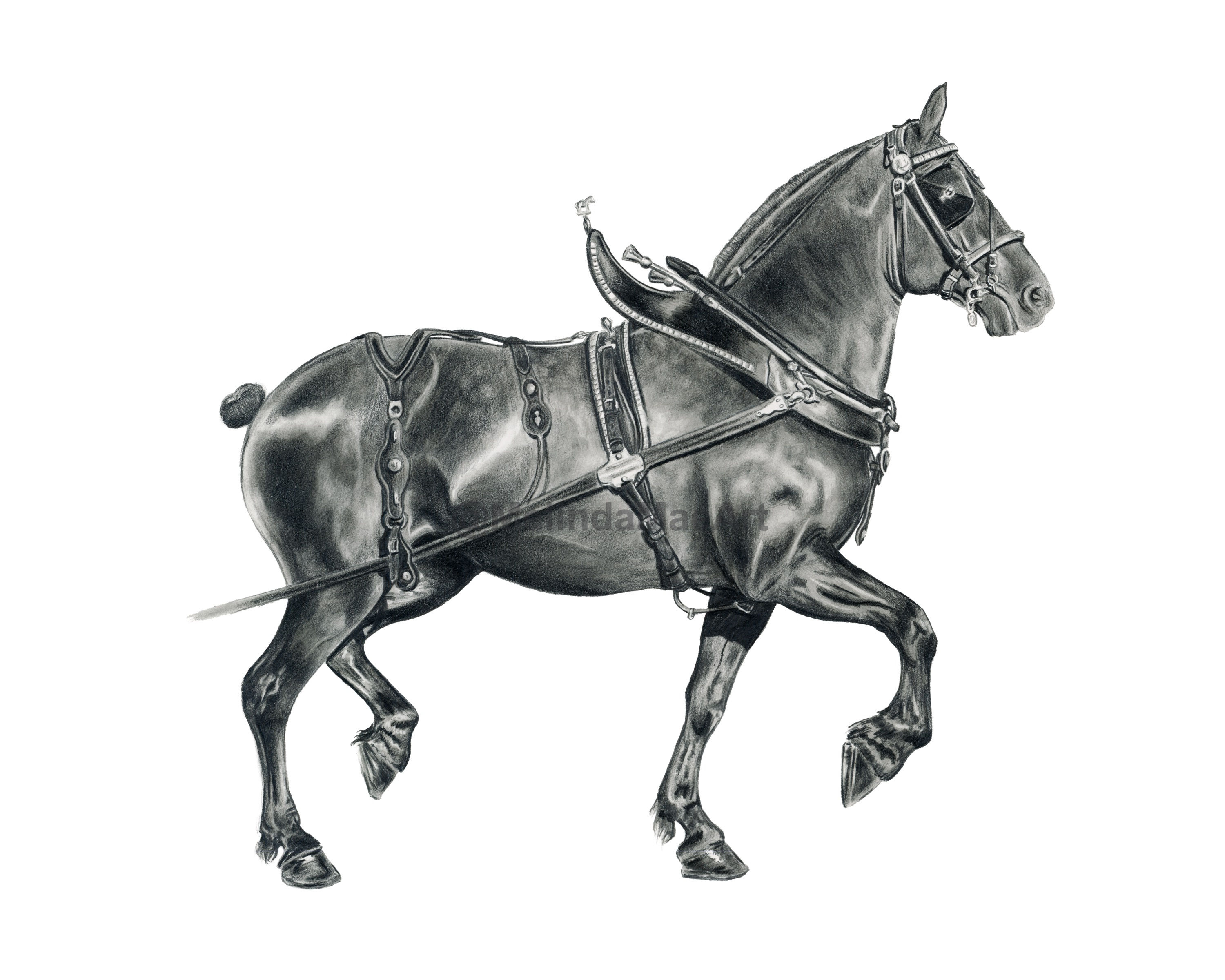 Percheron Study Print