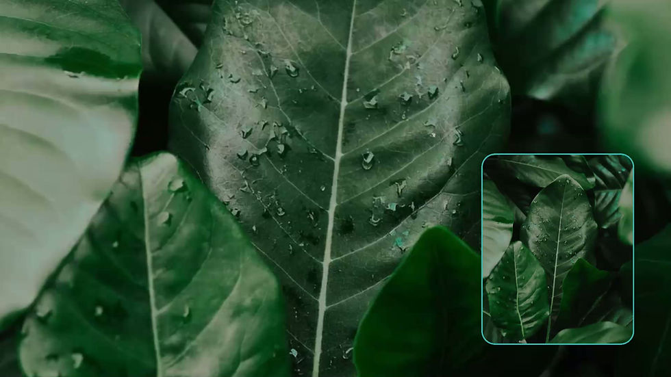 Cópia de Rosa Laranja e Verde Tropical Brand Book Essência Latina Apresentação.mp4