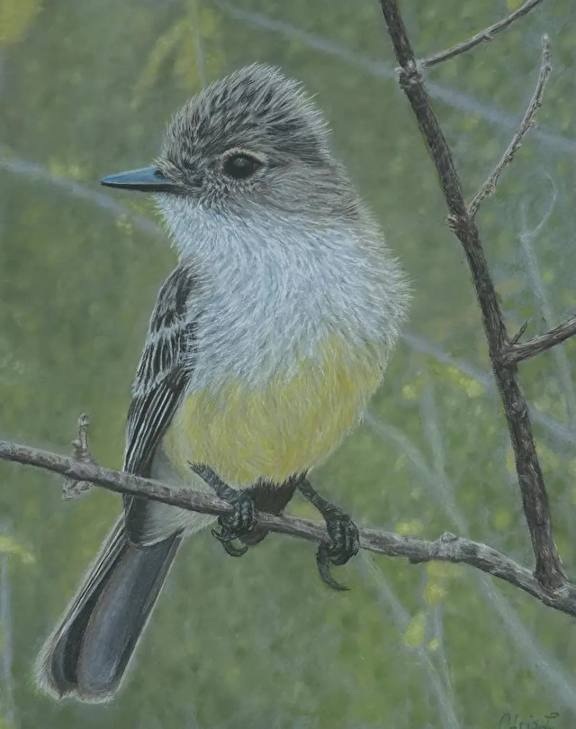 Galapagos Flycatcher — pastel painting by Christine Liebst