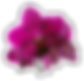 orchid_sticker 1.png