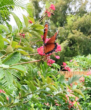 Butterflies Are Free Landscape Design Palm Beach.jpg