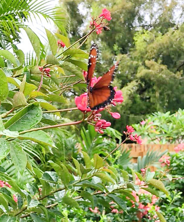 Butterflies Are Free Landscape Design Palm Beach.jpg