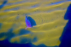 DSC_0054.jpg