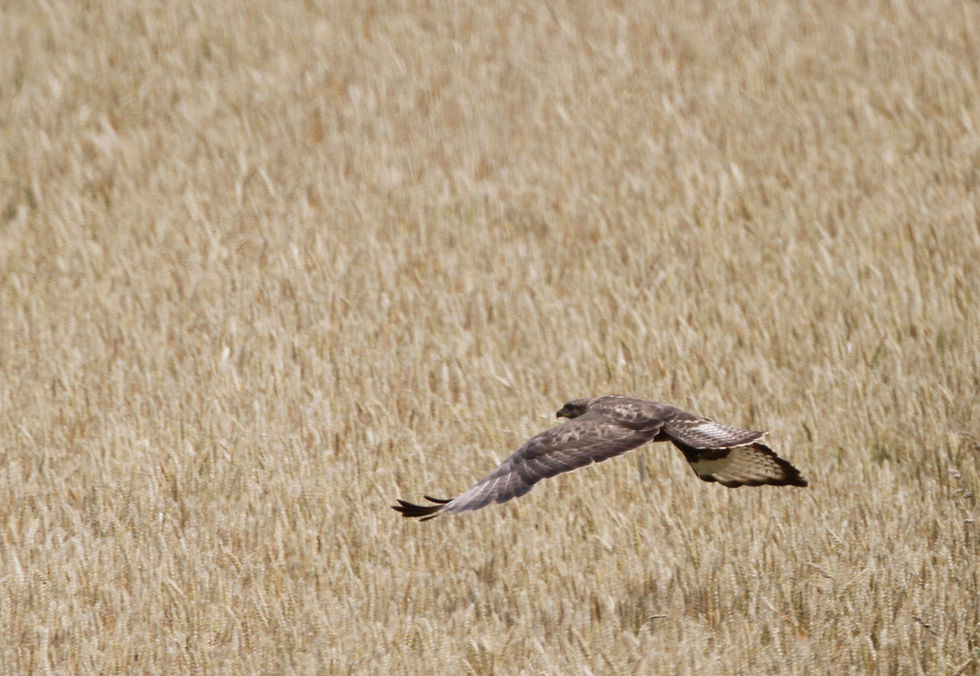 Bussard6