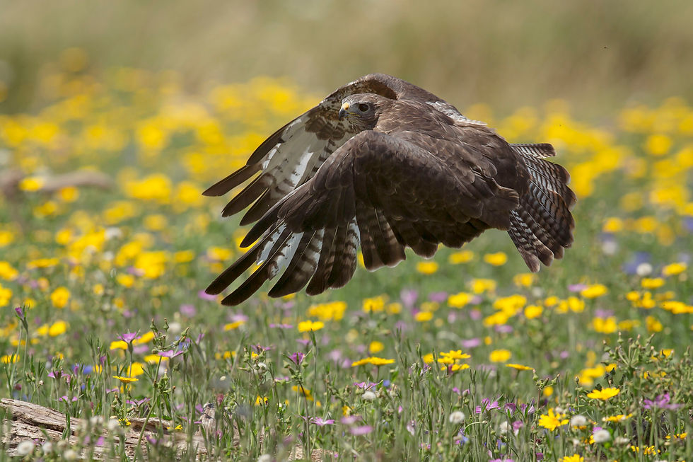 mäusebussard2016_uk7