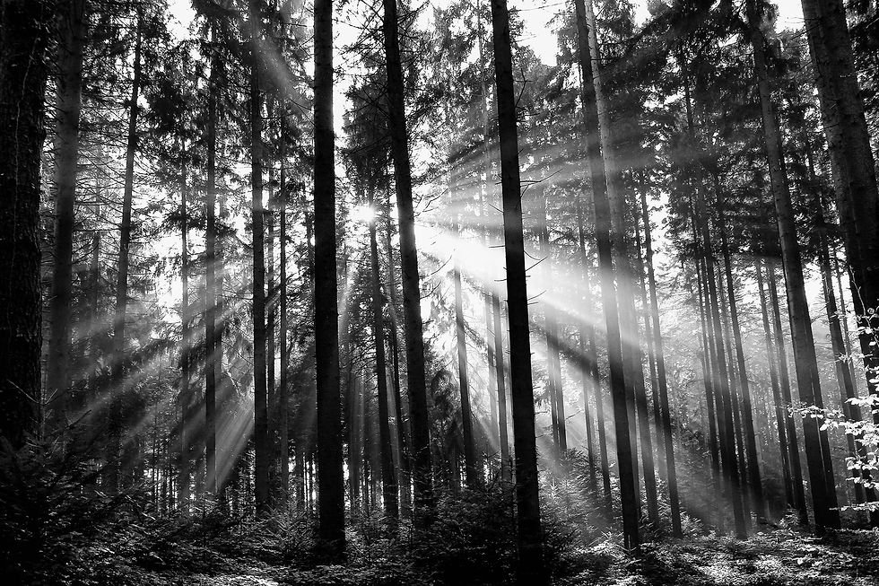 wald2014_t1bw