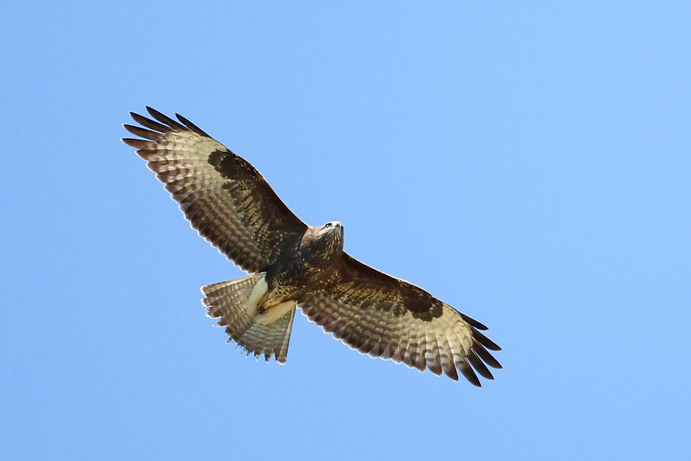 Bussard1