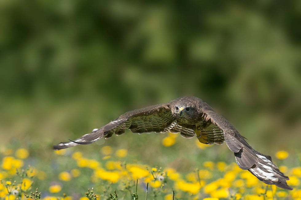 mäusebussard2016_uk5