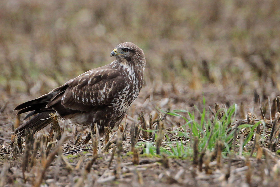 Bussard7