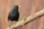Amsel2015_S1