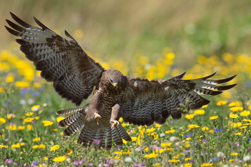 mäusebussard2016_uk1b