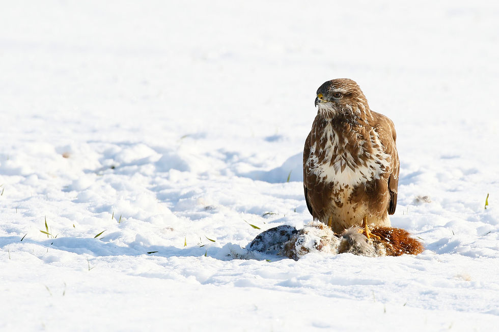 bussard2017_j8