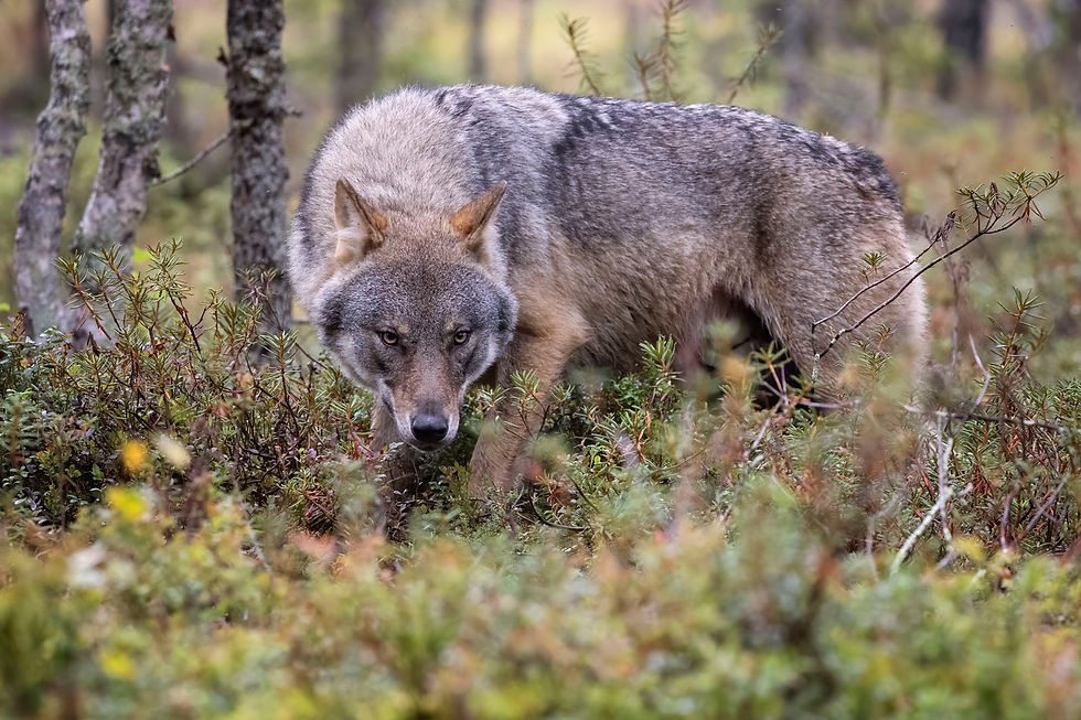 finnland2023wa5c