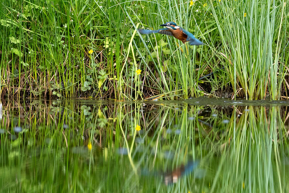 kingfisher2025 j2c-topaz-upscale-1.9x
