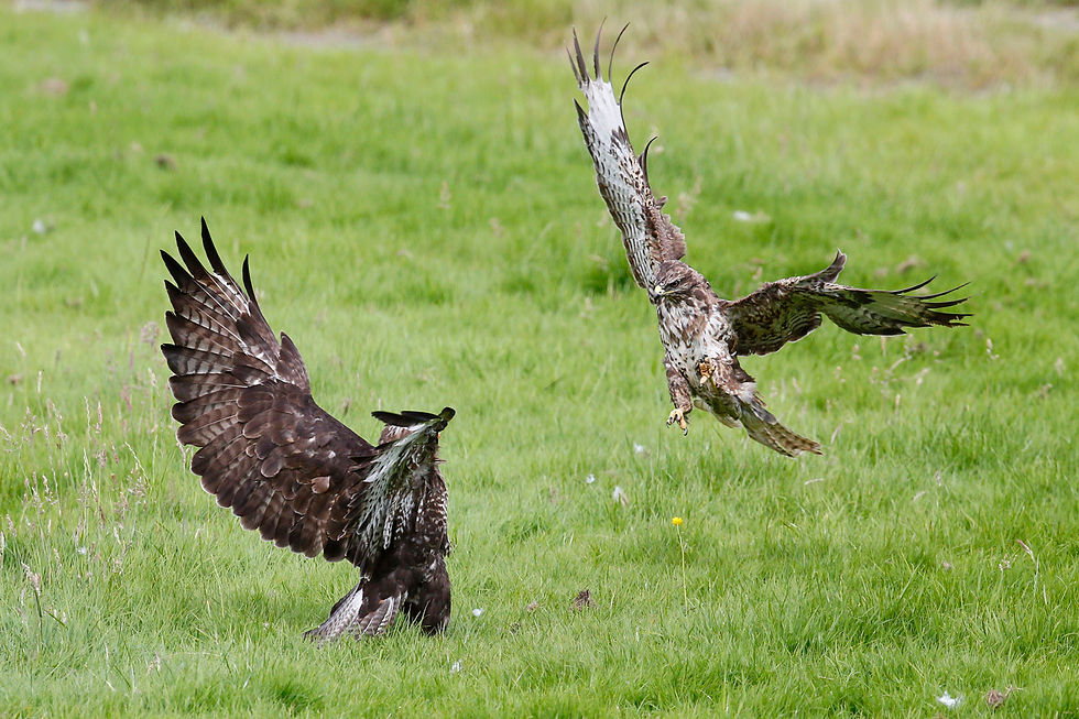 mäusebussard2016_uk2