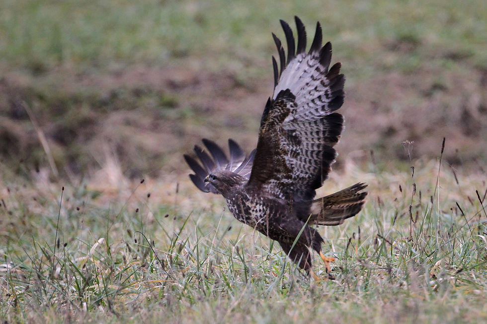 Bussard16
