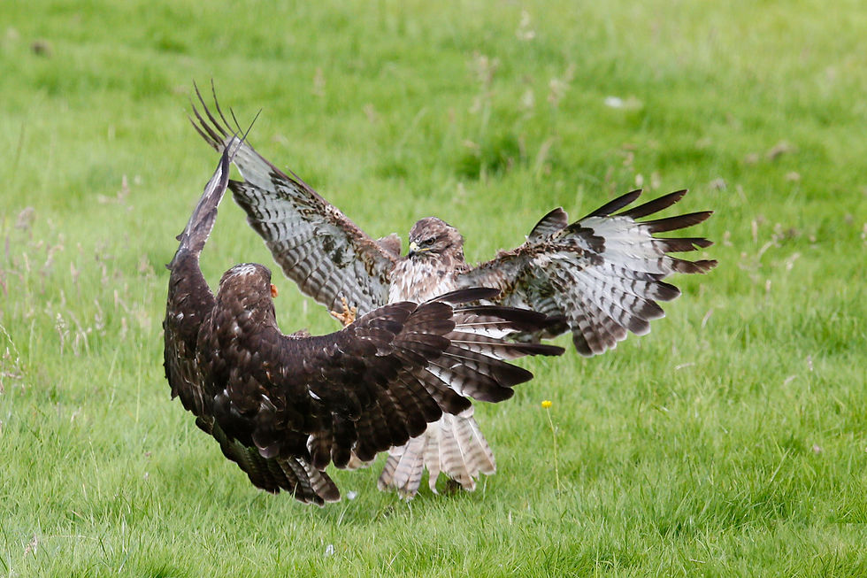 mäusebussard2016_uk3