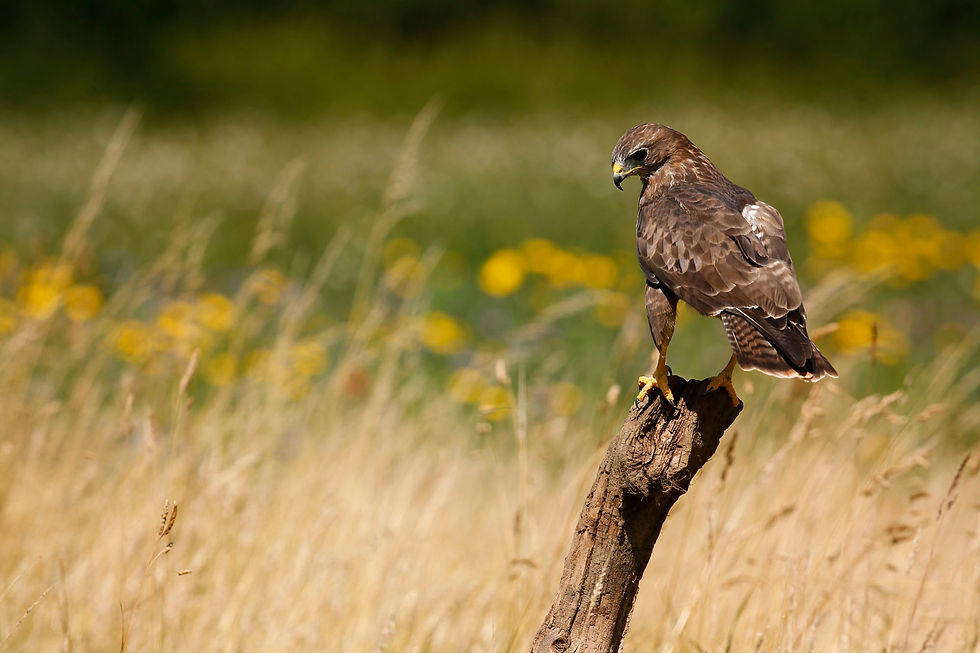 mäusebussard2016_uk15