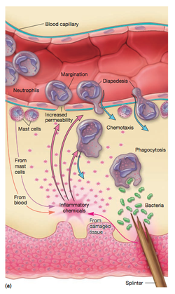 (week 5b) Phagocytosis-engulfing and des