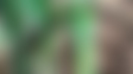 Energesa, primera empresa Centroamericana de Arundo Donax